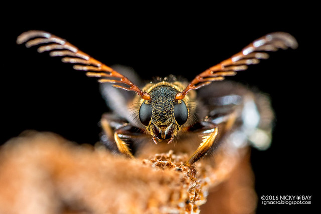 Stingless bee mimic longhorn beetle (Pectinocallimus sp.) - DSC_9129