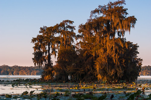 trees usa lake sunrise reeds louisiana atchafalayabasin delta bayou swamp spanishmoss wetlands cypress lakemartin