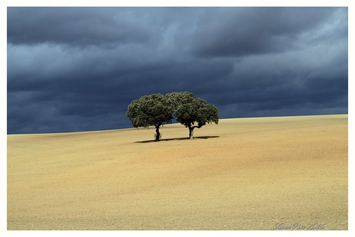 naturaleza landscape andalucia linares jaen encina