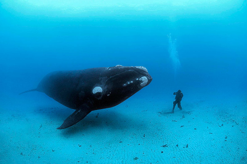 world-whale-day-photos-261__880