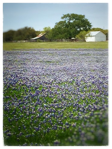 flowers field spring texas wildflowers bluebonnets lampassas