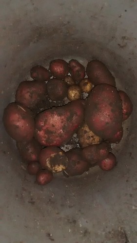 potatoes Mar 16