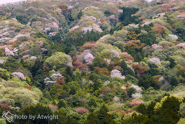 Japanese wild cherry trees in Satoyama