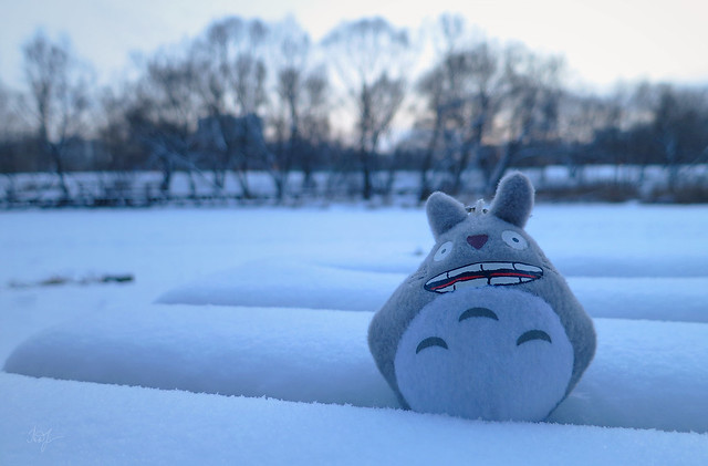 Day #5: totoro is enjoying the fresh frosty air.