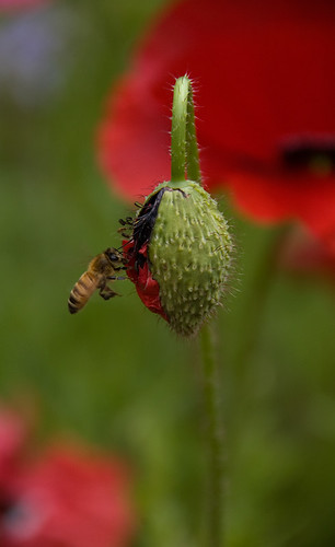 a bee on a red poppy