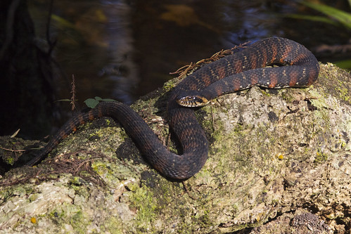 wild nature animal florida reptile wildlife scales watersnake highlandshammockstatepark