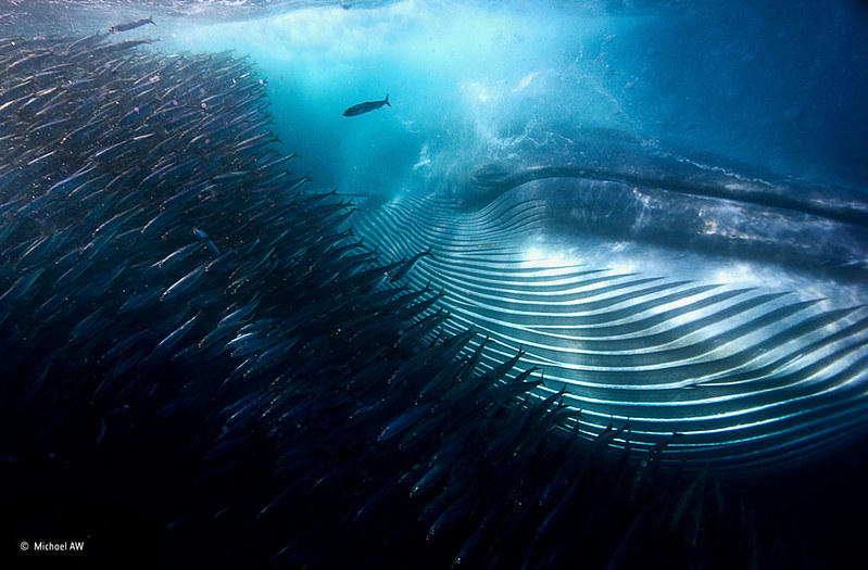 world-whale-day-photos-52__880