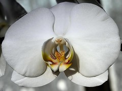 White Orchid!