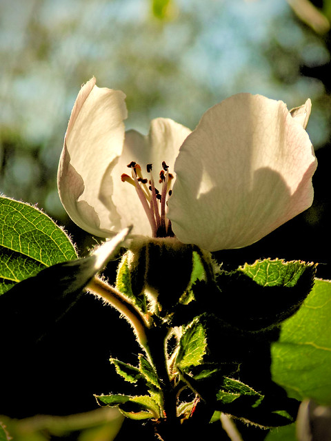 Flowering quince 1