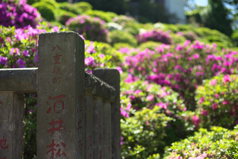 東京路地裏散歩 根津神社の文京つつじまつり 2016年4月29日