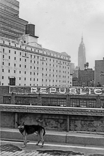 nyc newyorkcity dog urbanlandscape city newyorknewyork manhattan buildings blackandwhite rogersadler empirestatebuilding roger sadler ©