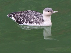 IMG_6730 紅喉潛鳥 Red-throated Diver