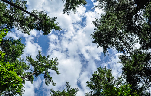 sky trees fly bluesky photo photography clouds nikon nikond5000 majkakmecova lake lakegeorge us usa unitedstatesofamerica tree plant outdoor landscape