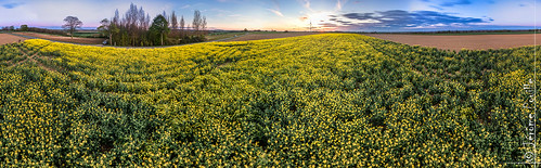 sunset france champs paysage fr artois drone pasdecalais éolienne yellowfield couchersoleil dji nordpasdecalaispicardie sainthilairecottes