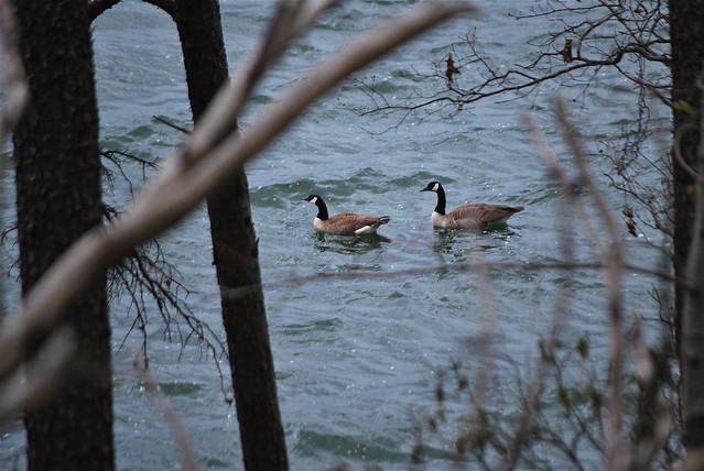 A pair of geese paddle  at Smith Mountain Lake State Park, Virginia