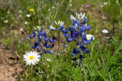 texas unitedstates mason wildflowers