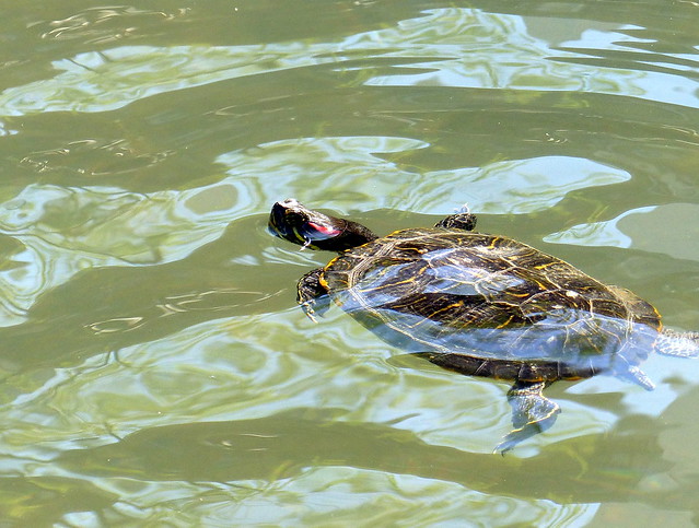 Tortoise in the Nakashima River