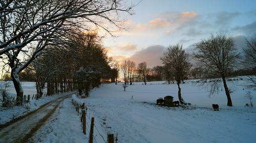 winter sunset horse snow belgium belgique belgie ardennen ardennes eifel neige venn janvier 2016 hohes waimes weismes