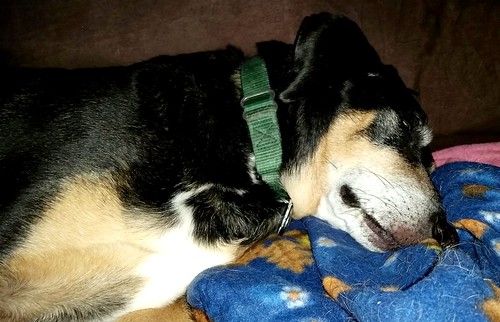 senior coonhound mix #rescueddogs #adoptdontshop #lapdogcreations