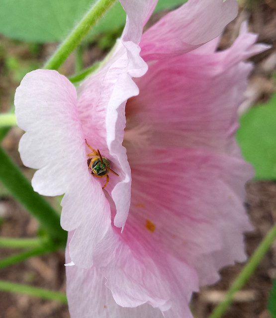 bee with a green head looking at the camera between two outer petals of a light pink flower
