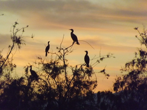 california sunset birds desert saltonsea 2016