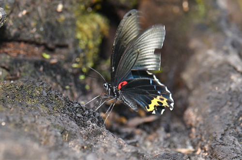 butterfly sumatra indonesia lepidoptera kedah papilionidae gunungleuser taxonomy:order=lepidoptera taxonomy:family=papilionidae geo:country=indonesia
