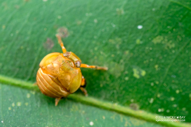 Pill-like planthopper nymph (Hemisphaerius sp.) - DSC_6428