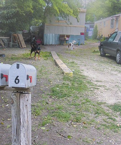 trailers trailerpark landscape urbanlandscape dogs meandogs mailbox green blue orange grass leaves rogersadler roger sadler ©