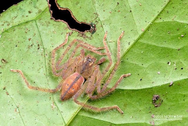 Huntsman spider (Gnathopalystes sp.) - DSC_7630