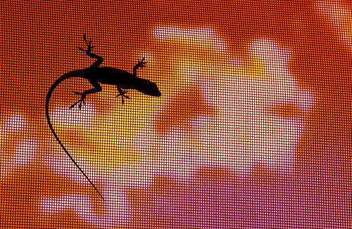 sunset usa sc myrtlebeach screen lizard