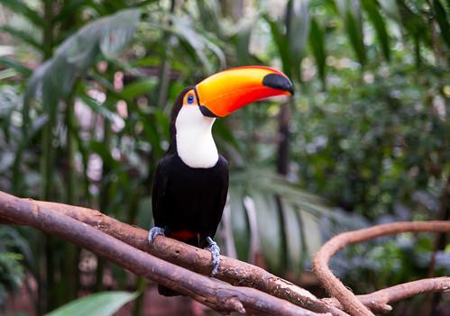 park travel brazil bird tourism argentina forest toucan visit falls eco iguazu iguacu
