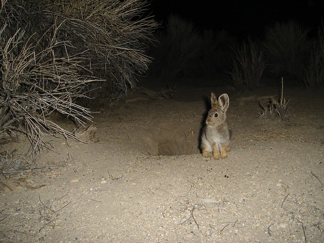 pygmy rabbit