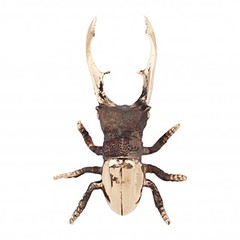 bronze-stag-beetle-