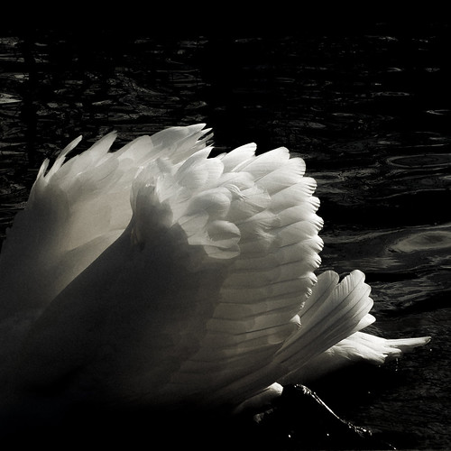 blackandwhite bird water animal square swan eau noir exterior noiretblanc feather naturallight extérieur blanc oiseau cygne plume lumièrenaturelle d90 fondnoir formatcarré