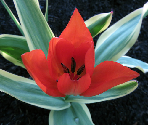 Red tulip in Queen Elizabeth Park