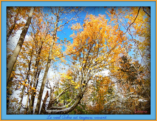 old sky orange snow tree fall nature beautiful clouds forest jaune automne october simone sunny bluesky vert frame neige arbre forêt octobre 2015 ensoleillé herberouge baldwinmills 20151228automne