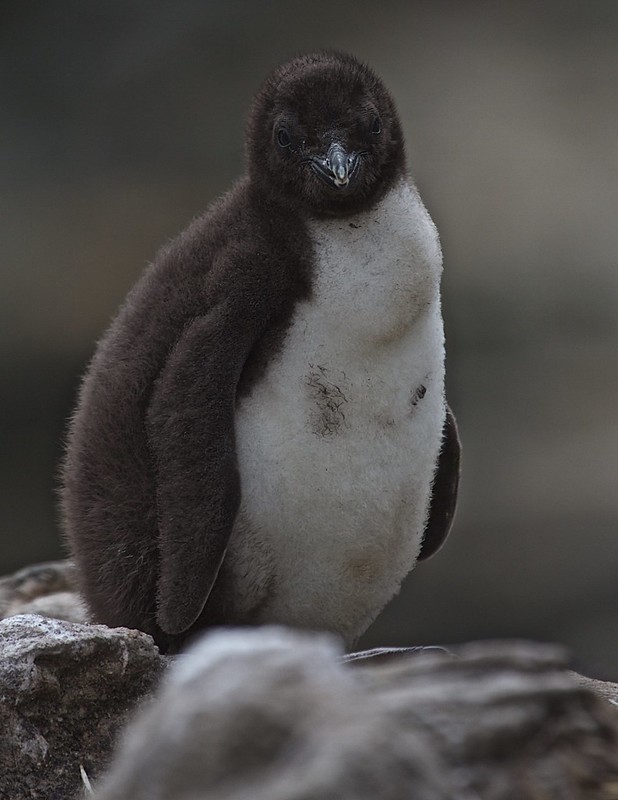 Rockhopper Penguin chick - New Island Falklands