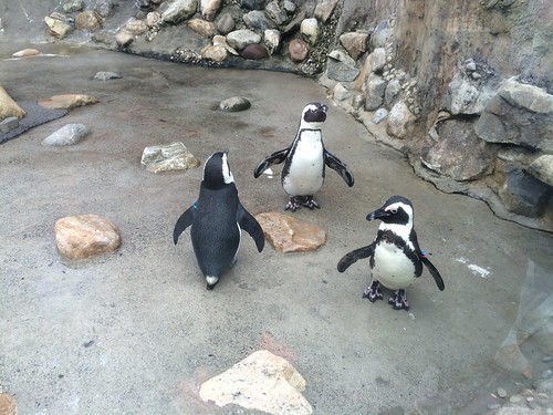 Penguins, Turtle Back Zoo #NJ