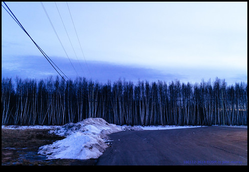 road trees snow canada newbrunswick riverview electricitypole 2016