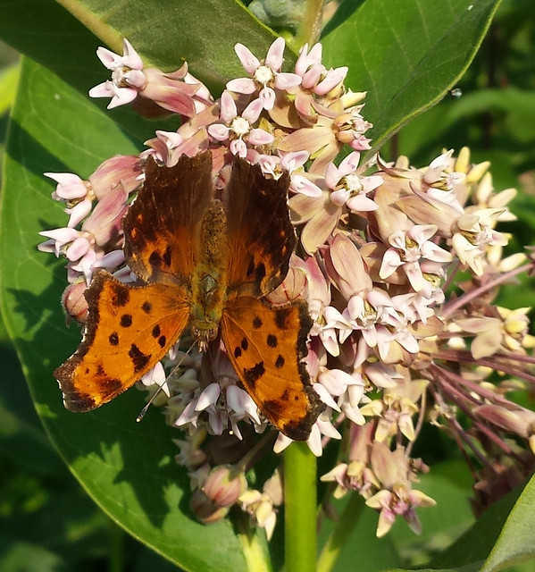 big orange butterfly with brown spots, wings open, upside-down on common milkweed