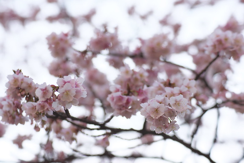 東京路地裏散歩 上野公園の寒桜 カンザクラ 2016年2月10日