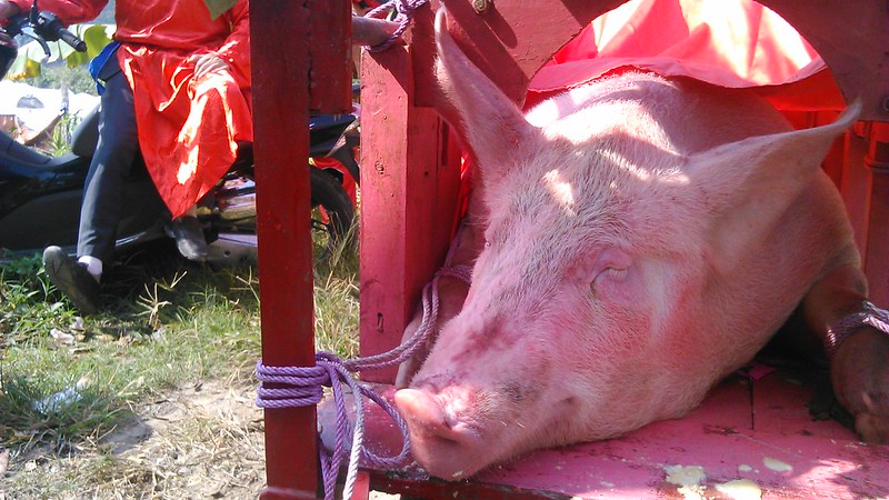 The two terrified  pigs were tied up, covered with paint, and forced into a crate