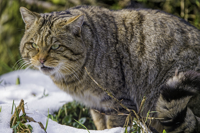 Nice wildcat in the snow