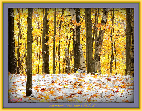 orange tree fall jaune automne golden simone lumière or arbres frame neige forêt octobre brillant dorée cantondelest herberouge baldwinmills 20151228automne