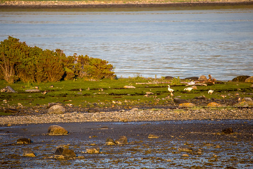 seascapes farmland goose anseranser greylaggoose snowgoose chencaerulescens grågås tautra litleholmen snøgås fugleturjuni2015
