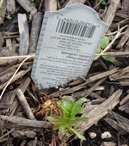 a plant marker next to a small green shoot