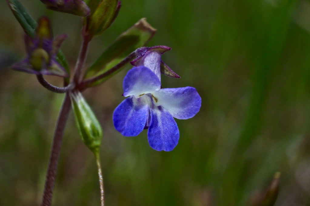 Blue-eyed Mary