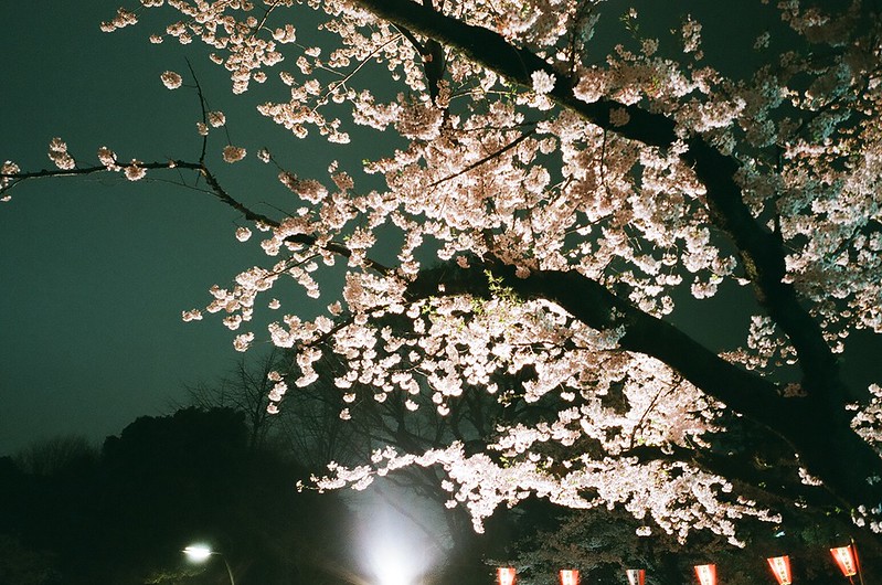 上野公園の夜桜 by RICOH GR1s 2016年4月4日