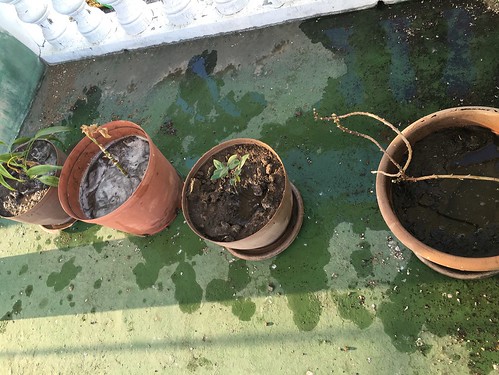 few remaining surviving potted plants