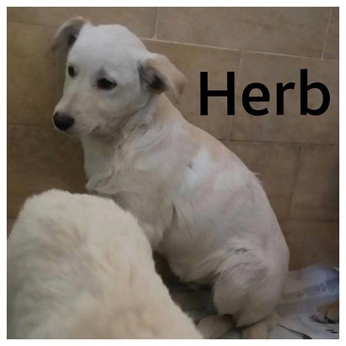 rubrica animali - Herb
